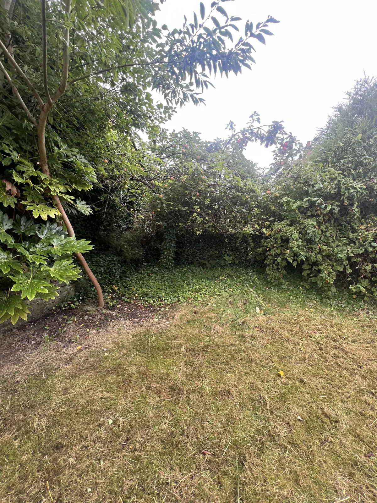 Cut lawn thin and patchy in the shade of trees and a hedge, with ivy at the edge