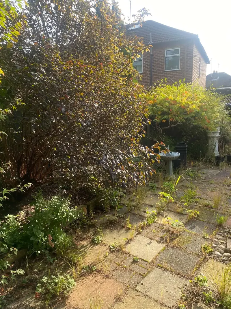 Large overgrown shrub beside a weedy paved path with grasses growing through the slabs in a Stockport garden