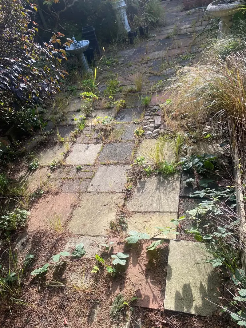 Narrow path of old paving slabs with weeds, ivy and tall grasses spilling over from the borders either side