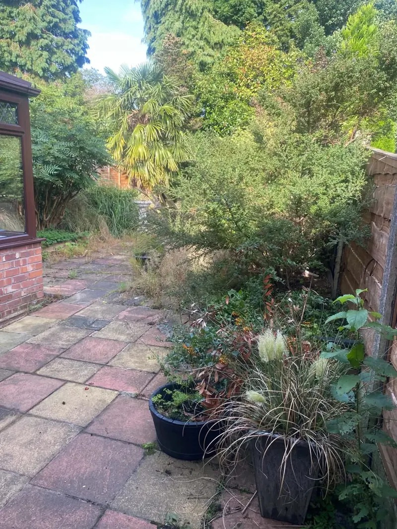 Overgrown patio beside a conservatory with shrubs, grasses and pots crowding the paving before the Bredbury garden clearance