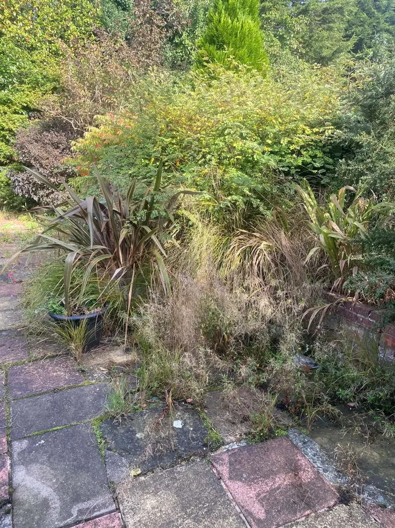 Dense tangle of phormium, tall grasses and shrubs over a border at the edge of a paved patio