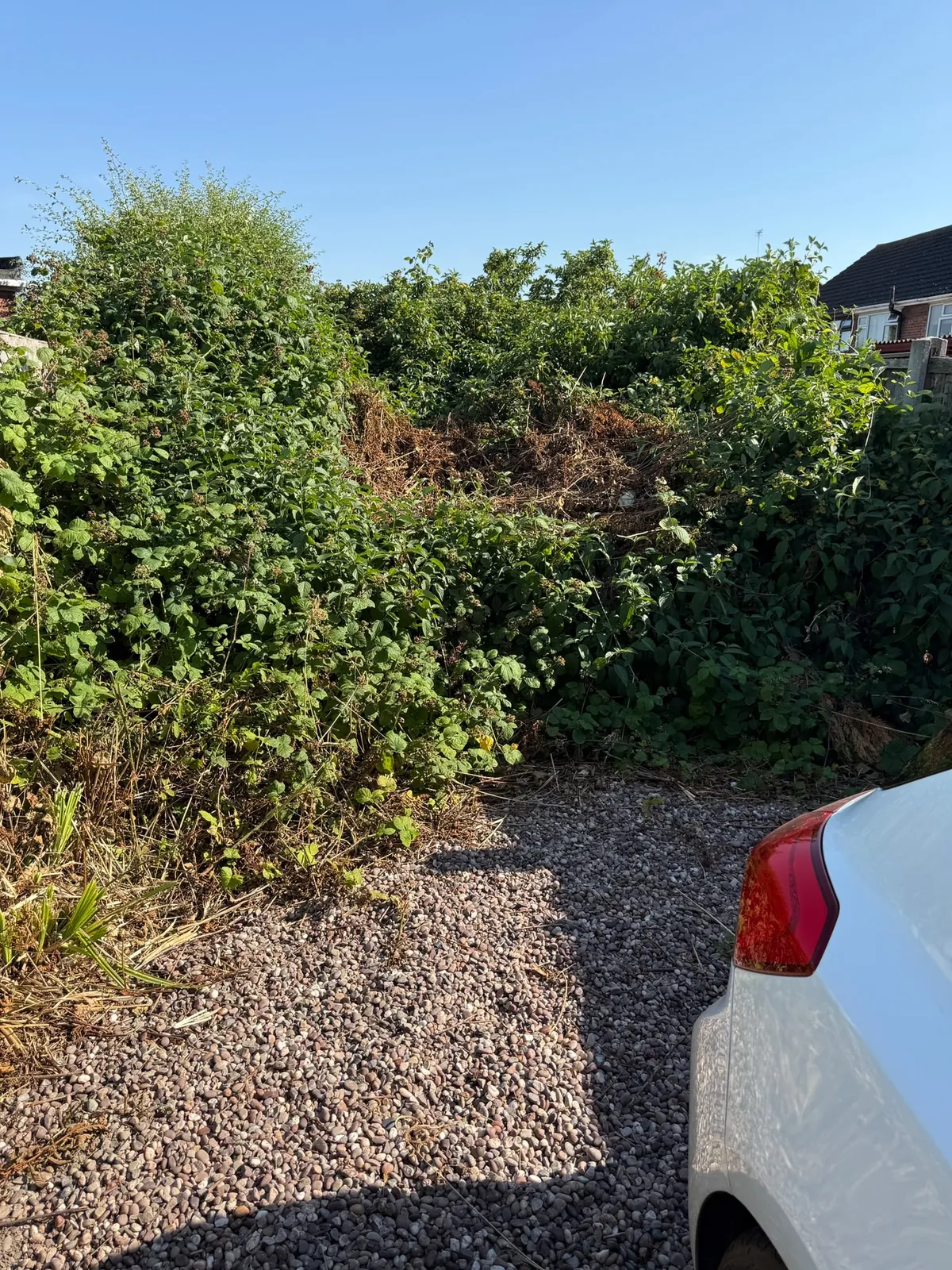Dense bramble and bush growth towering over a gravel driveway beside a parked car, before clearance