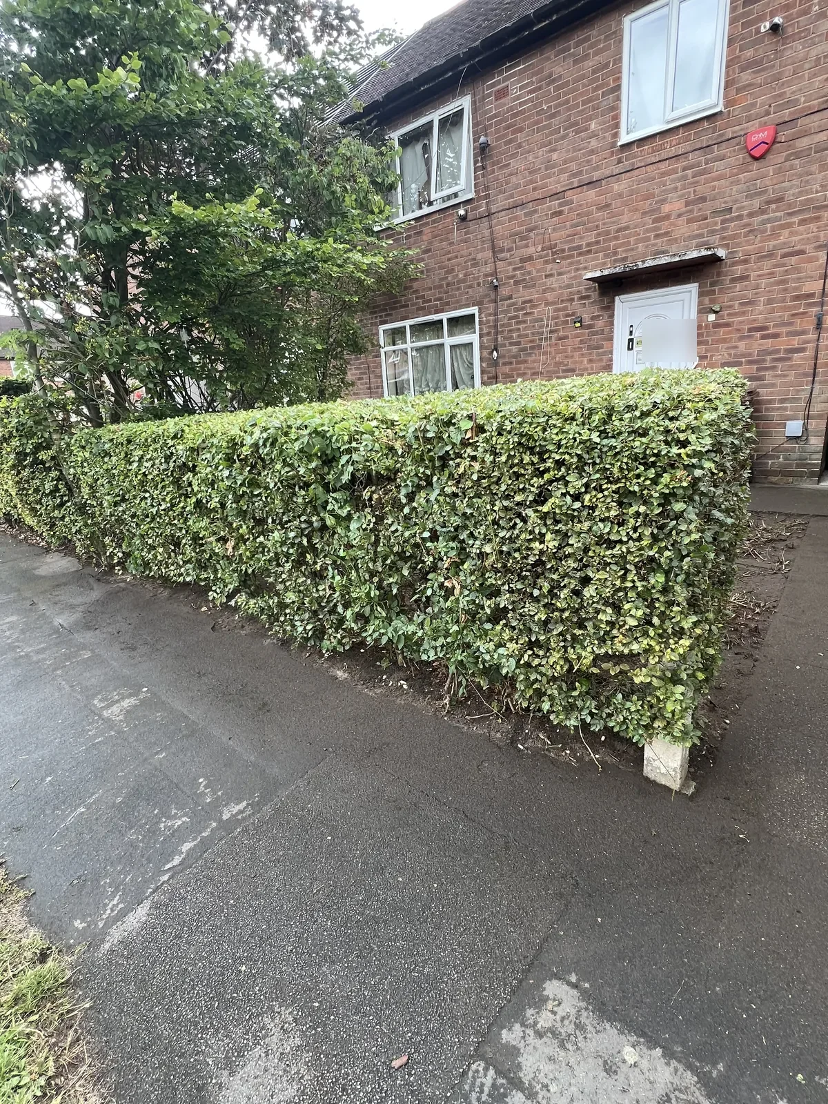 Neatly clipped privet hedge at the front of a brick house beside a pavement, with a clean strip of bare soil along its base and a tree behind