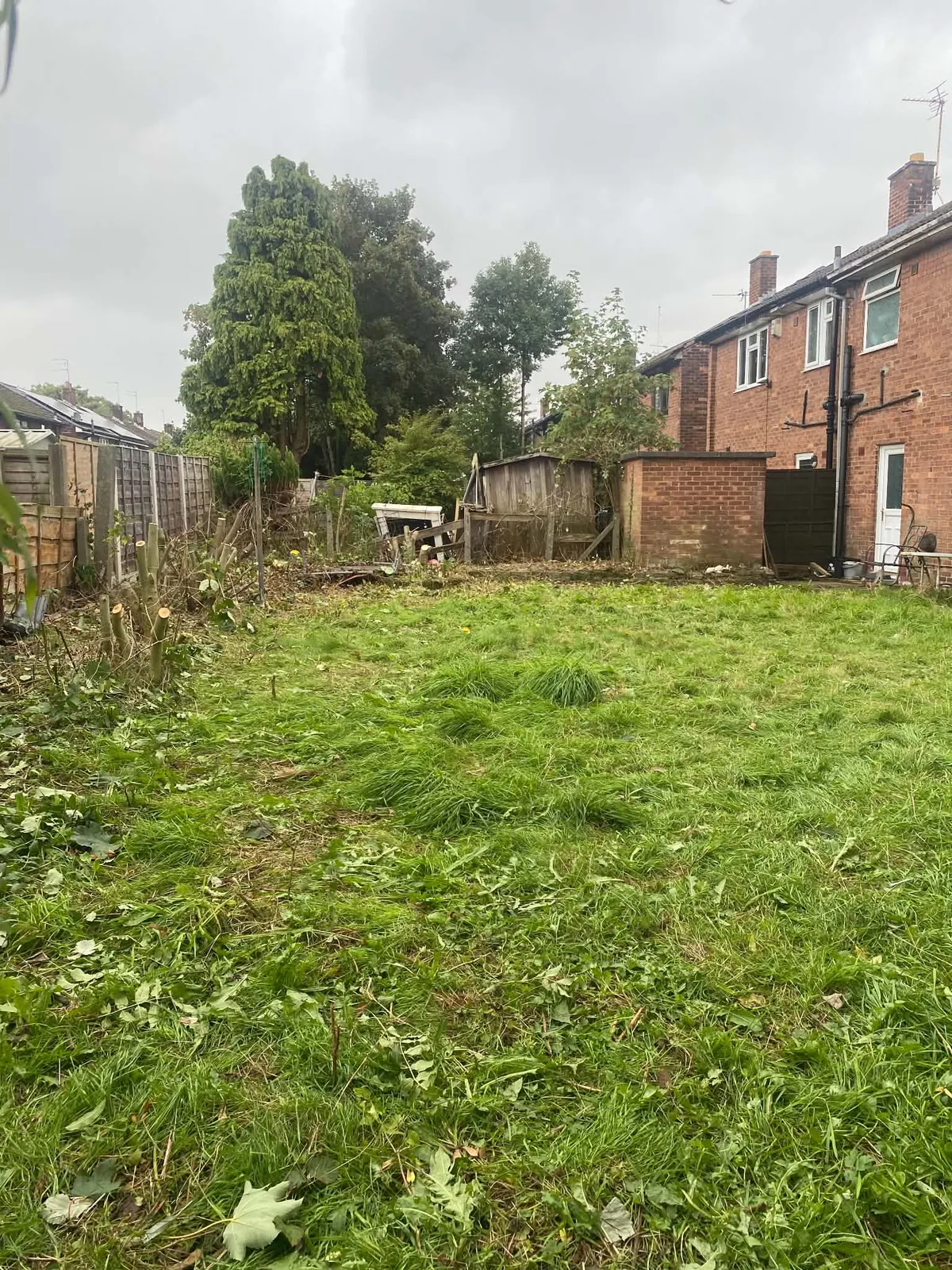 Back garden lawn freshly cut with some tufts left, cut-back shrub stumps on the left and a brick shed and house behind