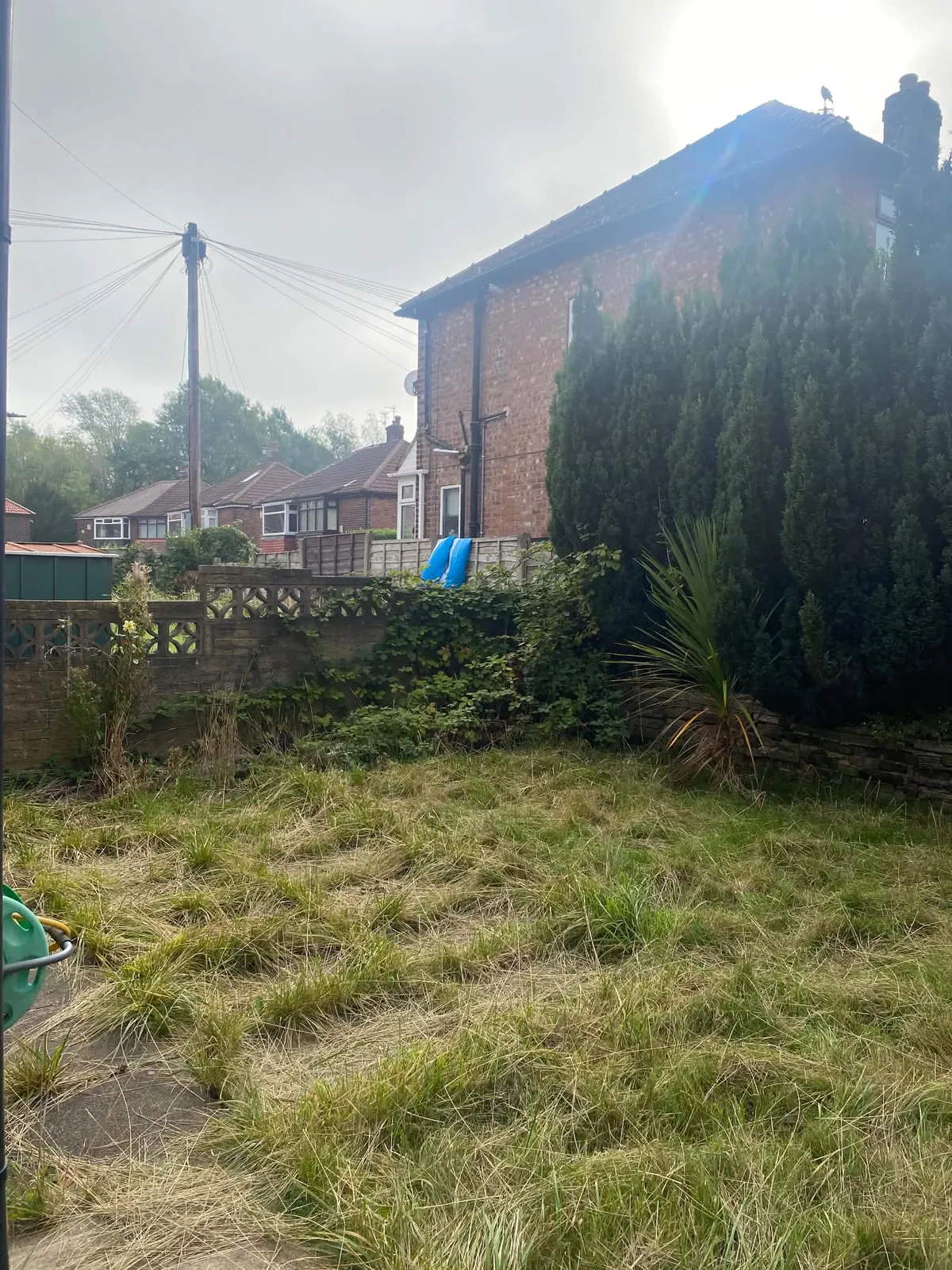 Long thin lawn in a back garden beside a brick wall, a tall dark conifer hedge and the side of a red brick house