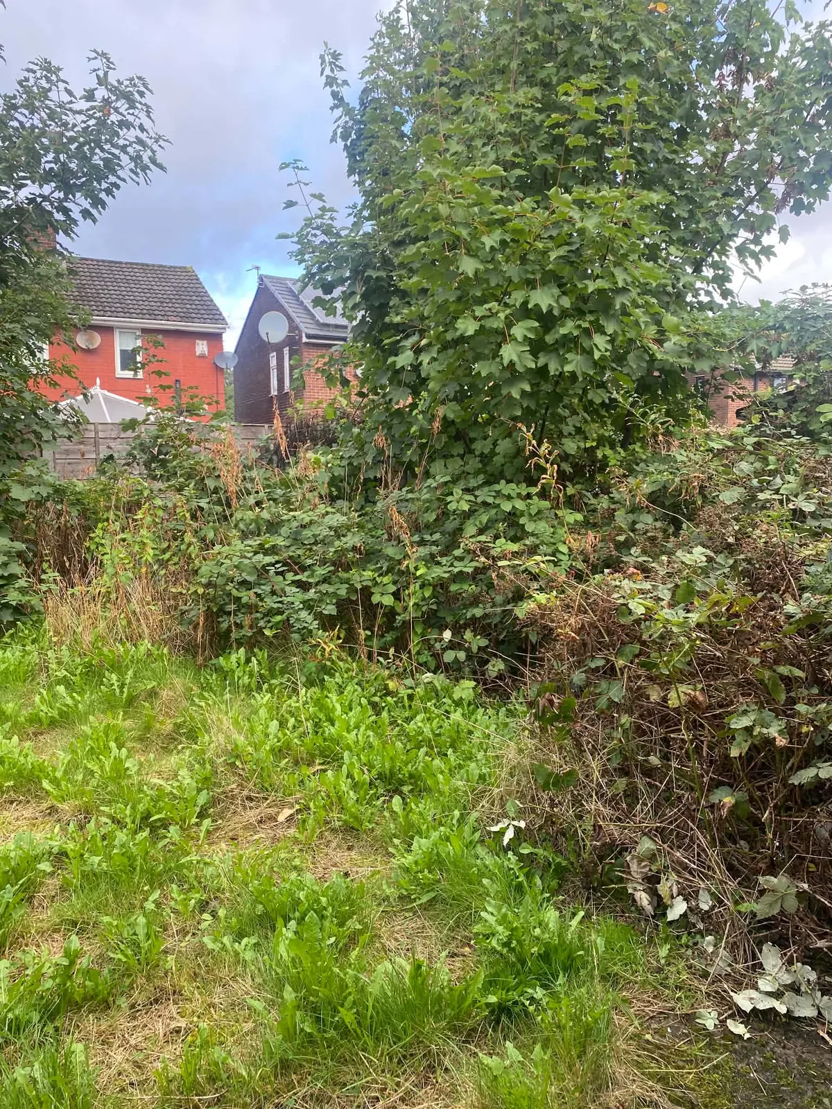 Tall tangled shrubs and brambles rising beside a cut lawn, with neighbouring houses behind
