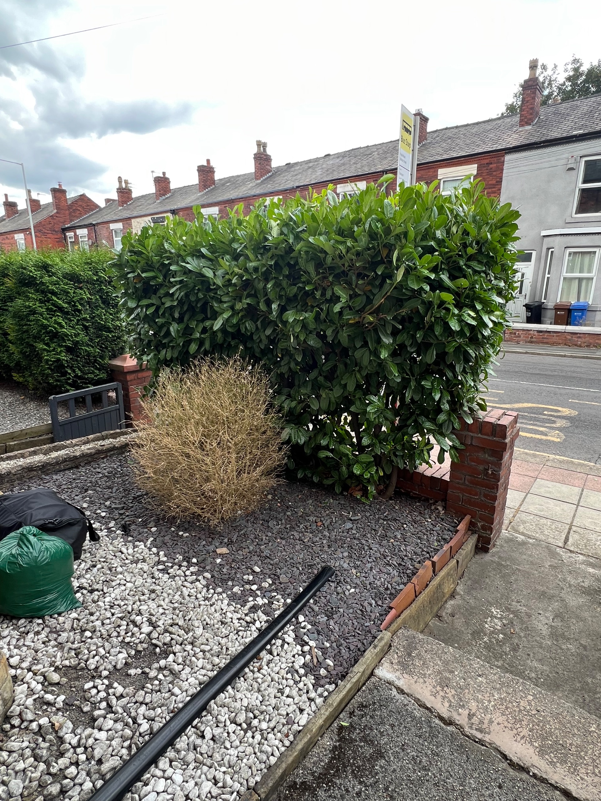 front garden laurel hedge with stone and slate chippings and removed plant debris